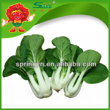 Top Quality Flowering Cabbage Fresh Napa Cabbage